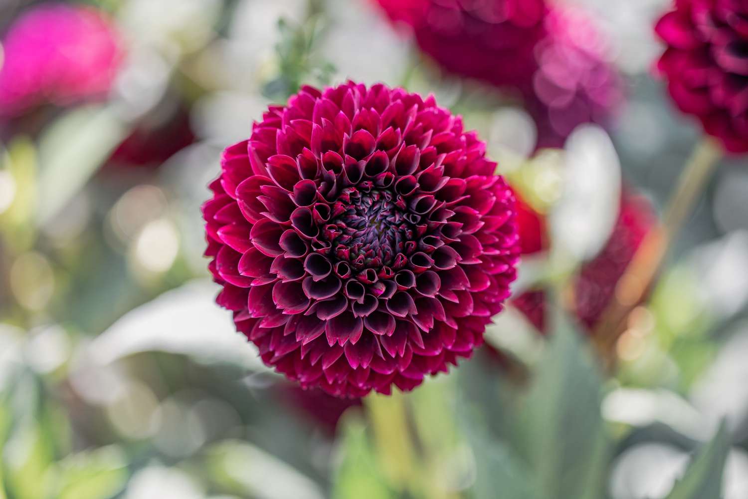 Dahlia 'Jowey Mirella'